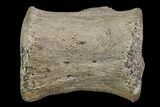 Ornithimimid Cervical Vertebra - Alberta (Disposition #-) #97052-1